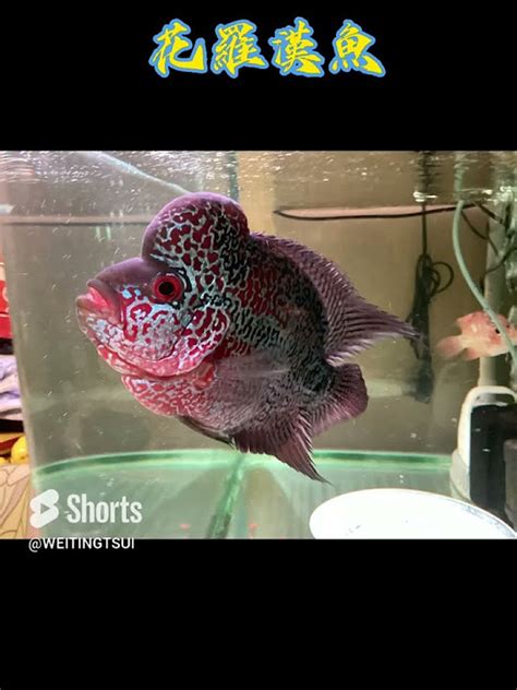 花羅漢魚|【大頭花羅漢】教你如何飼養出一條色彩鮮艷花羅漢， FTVHK。